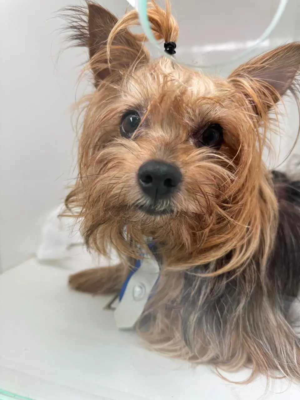 Shih Tzu & Spa com Ozonioterapia - Procedimento Clínico Veterinário na Saúde Animal Mococa SP