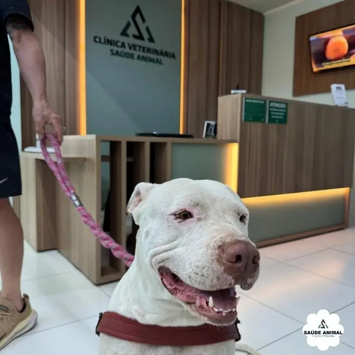 Spitz Alemão & Tosa na Tesoura - Procedimento Clínico Veterinário na Saúde Animal Mococa SP