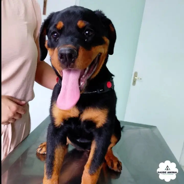 Poodle Toy & Odontologia Veterinária - Procedimento Clínico Veterinário na Saúde Animal Mococa SP