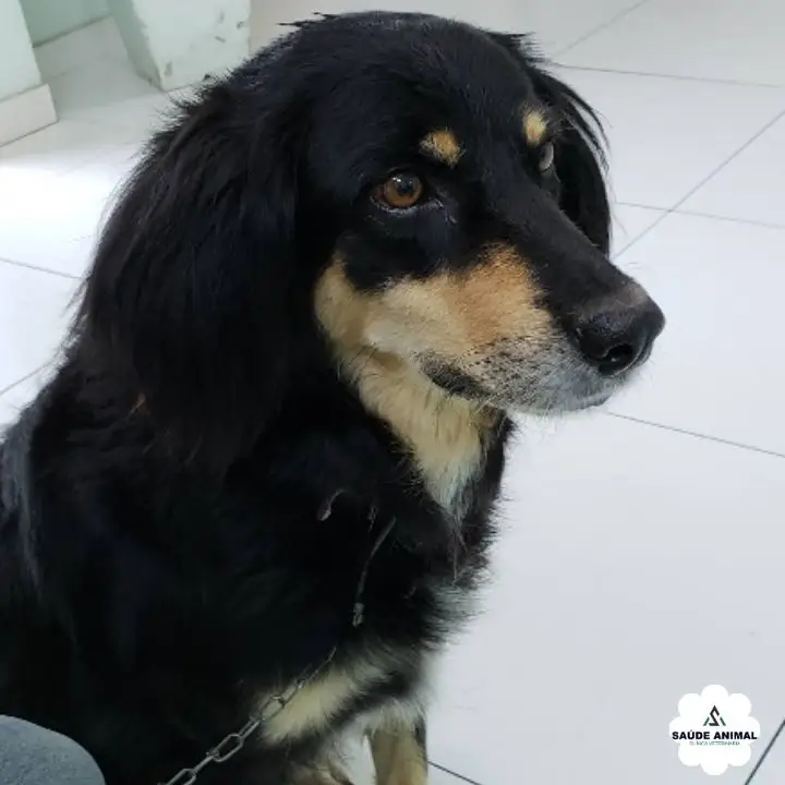 Beagle & Nutrição Clínica Preventiva - Procedimento Clínico Veterinário na Saúde Animal Mococa SP
