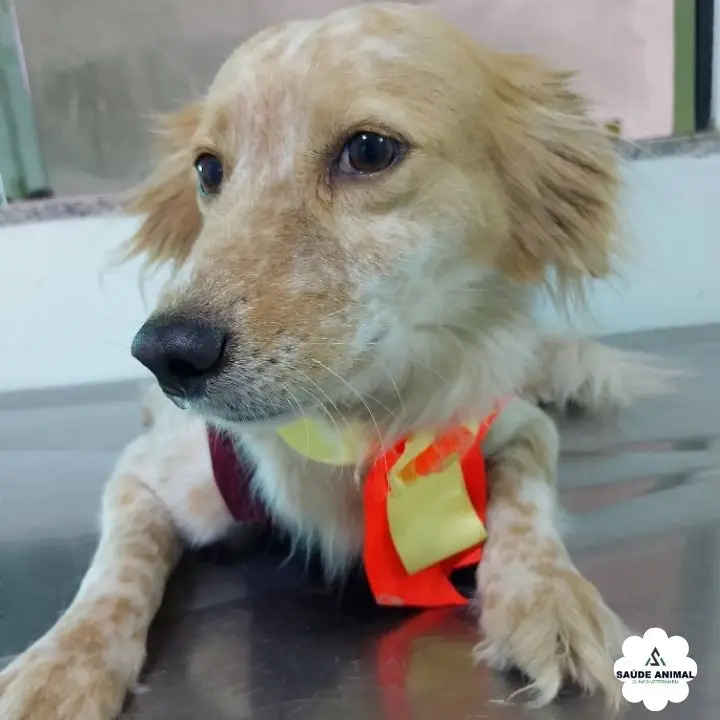 SRD & Cirurgia de Castração Segura - Procedimento Clínico Veterinário na Saúde Animal Mococa SP