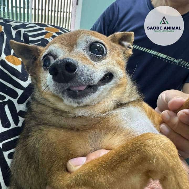 Clínica Veterinária Saúde Animal em Mococa SP