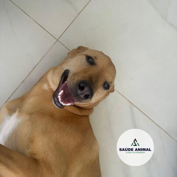 Clínica Veterinária Saúde Animal em Mococa SP
