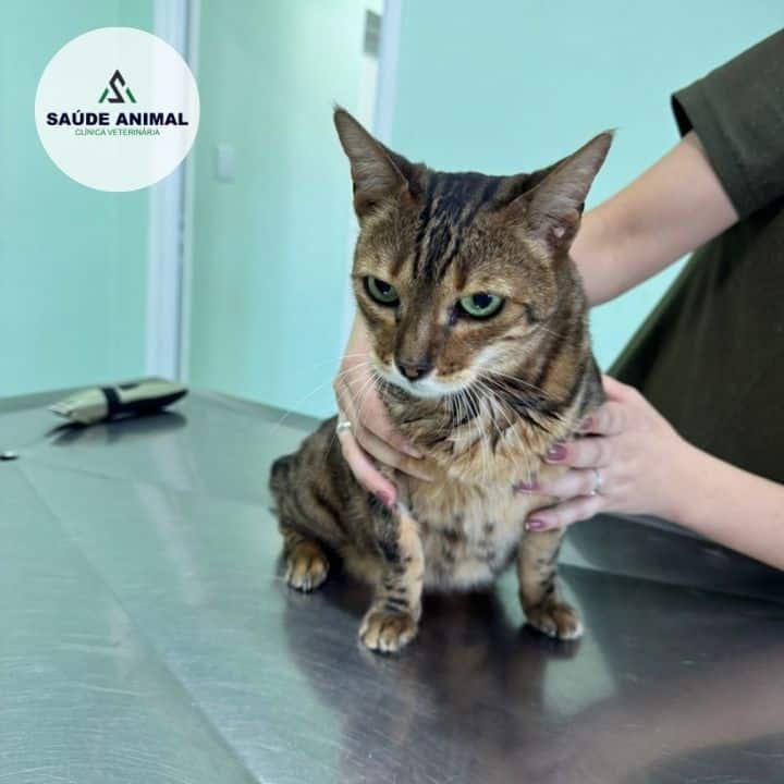 Clínica Veterinária Saúde Animal em Mococa SP