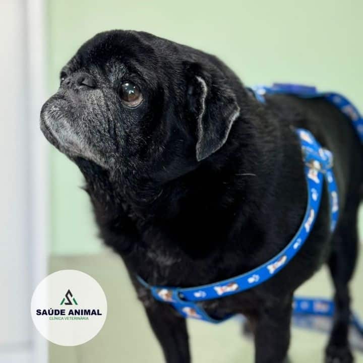Clínica Veterinária Saúde Animal em Mococa SP