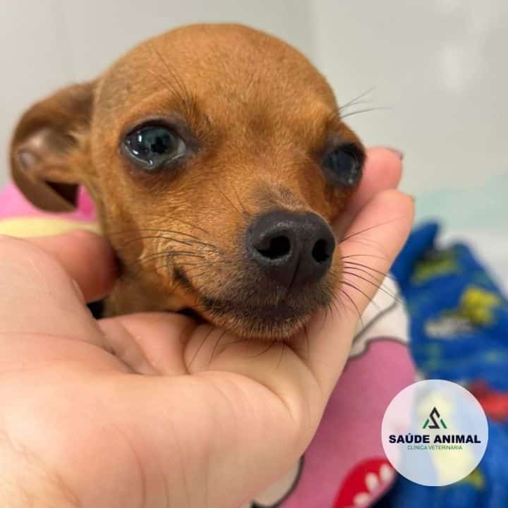 Clínica Veterinária Saúde Animal em Mococa SP