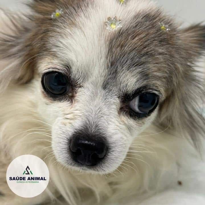 Clínica Veterinária Saúde Animal em Mococa SP