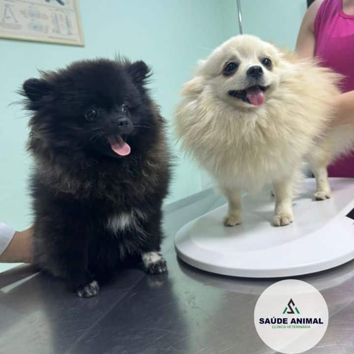 Clínica Veterinária Saúde Animal em Mococa SP